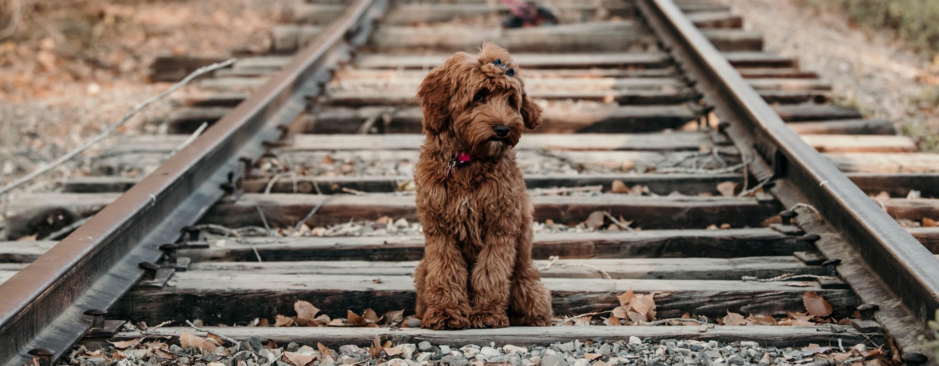 Beautiful Australian Labradoodle