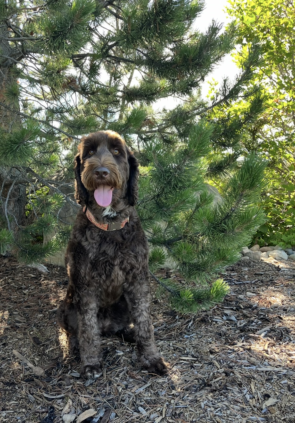 Our female Australian Labradoodles