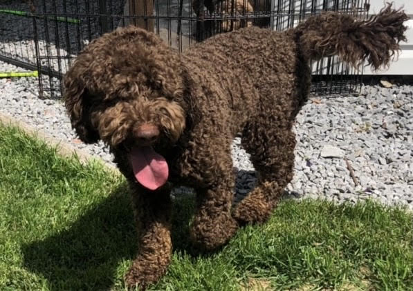 Guardian Home Labradoodle family