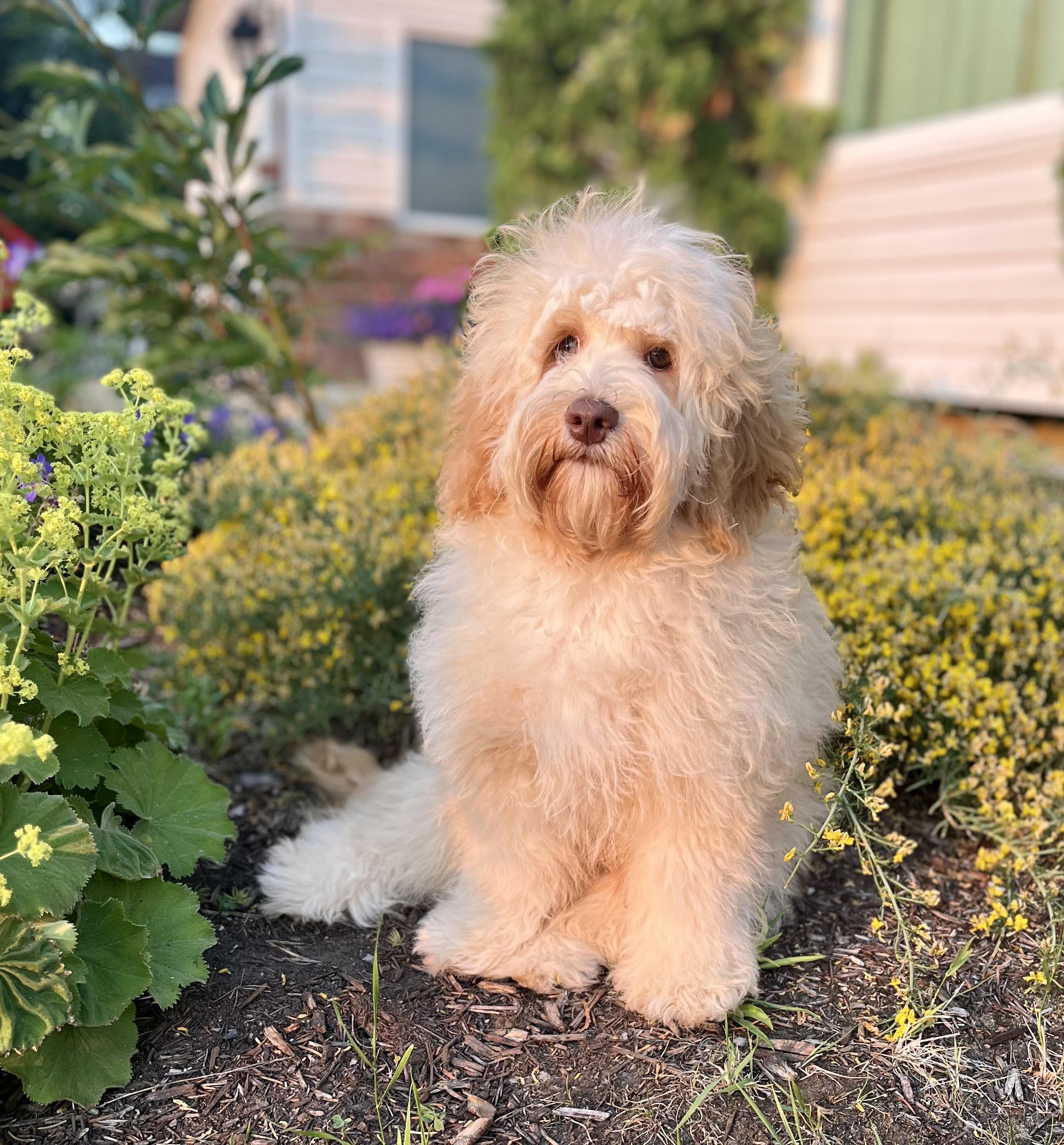 Our male Australian Labradoodles